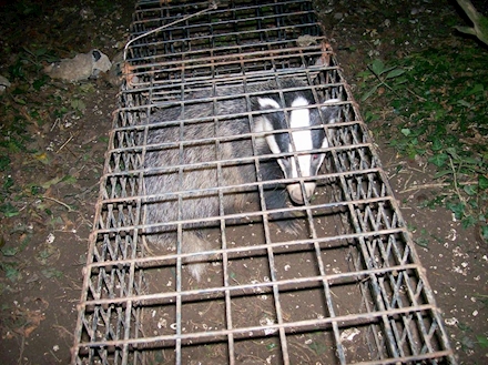 HATBC rescues badger ...